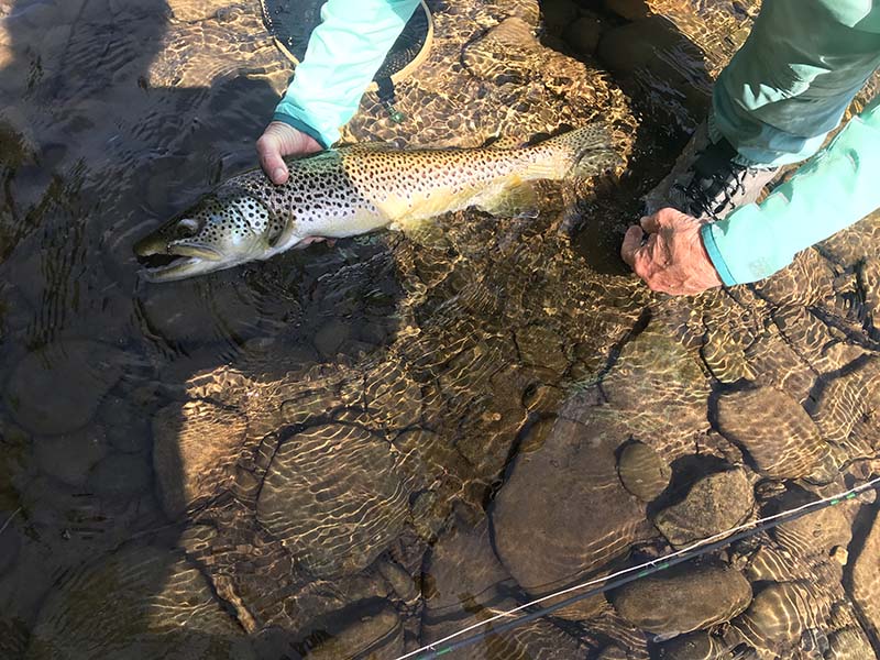 Creekside cabin porch with mountain views in Livingston Manor, NY